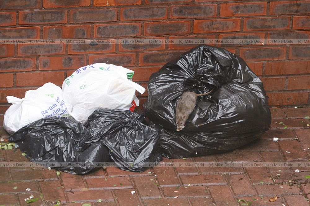 Rattus norvegicus Brown rat in rubbish