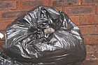 Rattus norvegicus Brown rat in rubbish