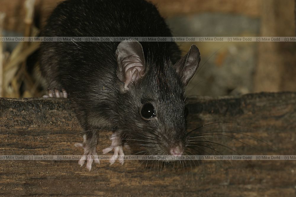 Rattus rattus Black rat