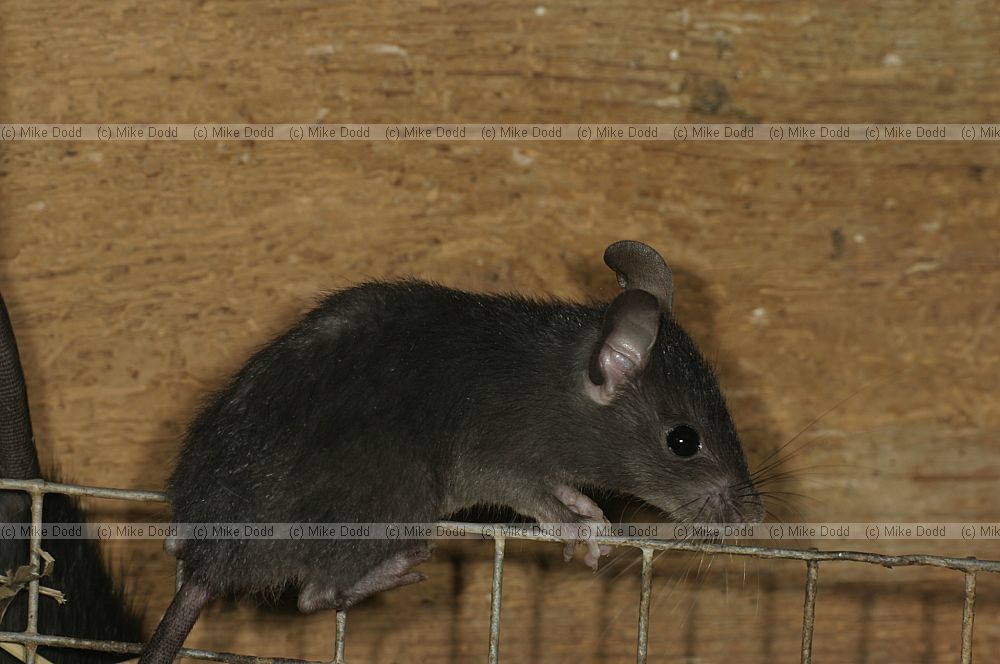 Rattus rattus Black rat