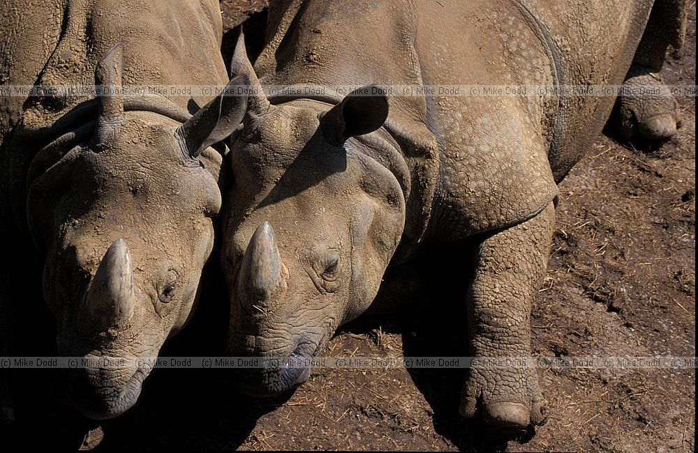 Rhinoceros unicornis Greater one-horned rhinoceros