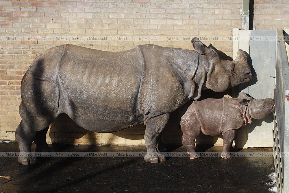 Rhinoceros unicornis Indian rhinoceros