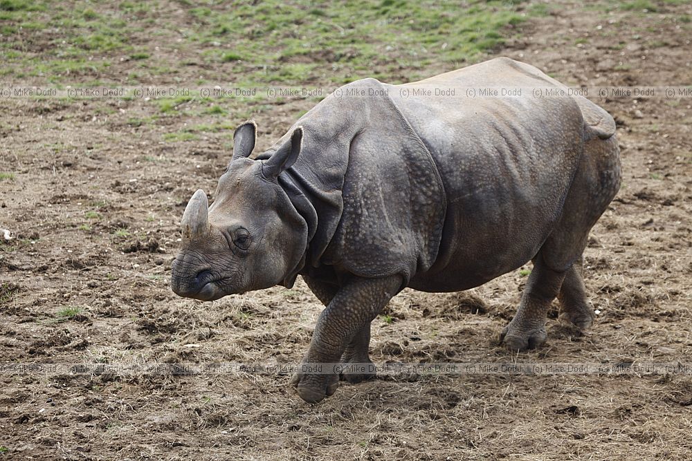 Rhinoceros unicornis Indian Rhinoceros