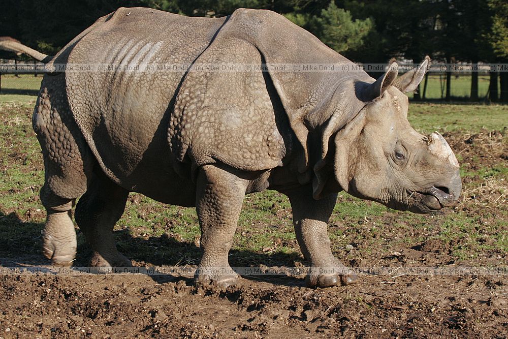 Rhinoceros unicornis Greater one-horned rhinoceros