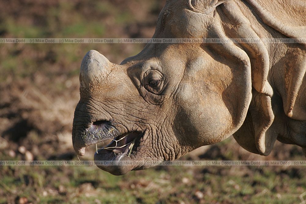 Rhinoceros unicornis Greater one-horned rhinoceros
