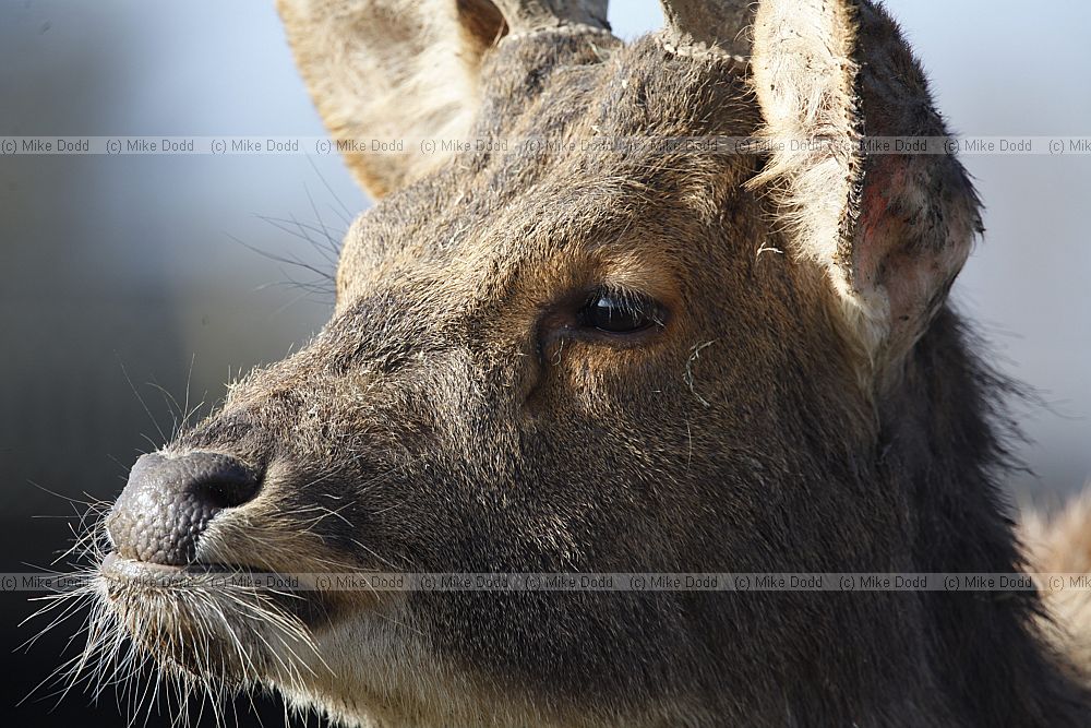 Rucervus duvaucelii Barasingha or swamp deer