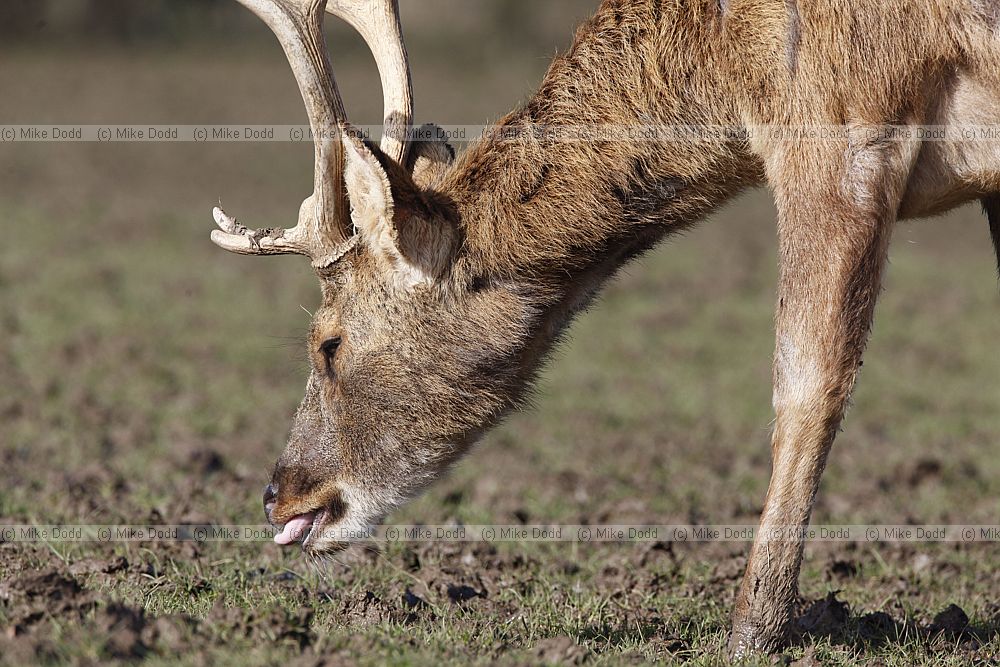 Rucervus duvaucelii Barasingha or swamp deer