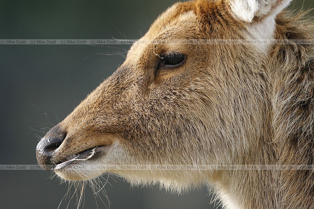 Rucervus duvaucelii Barasingha or swamp deer
