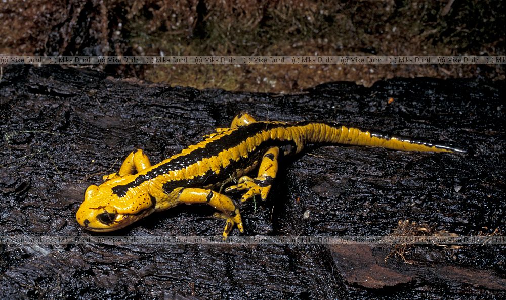 Salamandra salamandra Fire salamander