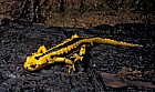 Salamandra salamandra Fire salamander