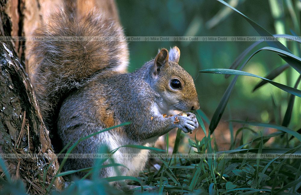 Sciurus carolinensis Grey squirrel