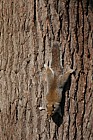 Sciurus carolinensis Grey squirrel Cheam park