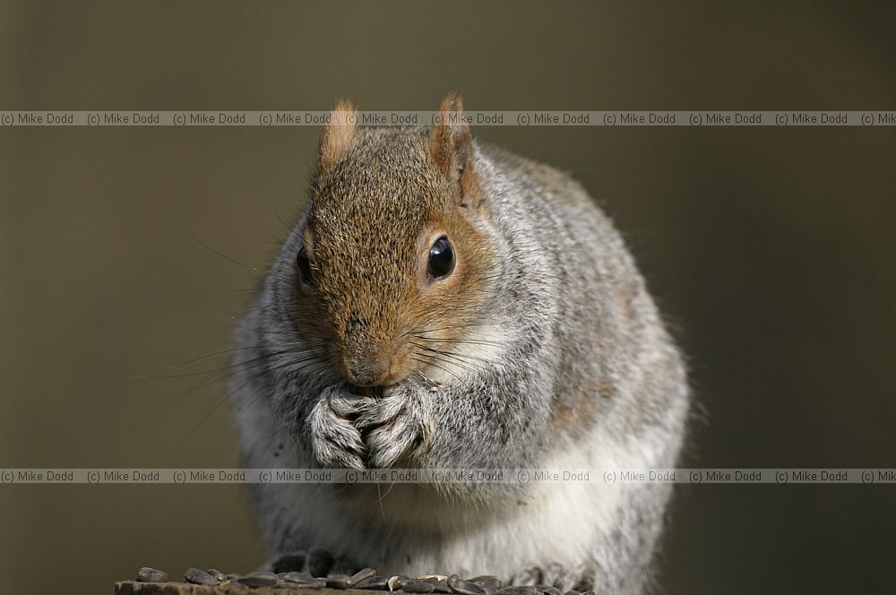 Sciurus carolinensis Grey squirrel