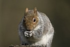 Sciurus carolinensis Grey squirrel