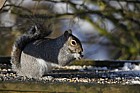 Sciurus carolinensis Grey squirrel