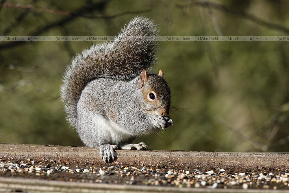 Sciurus carolinensis Grey squirrel