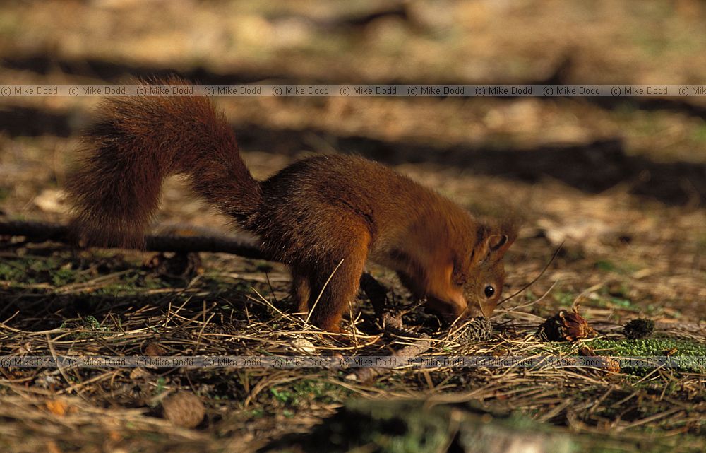 Sciurus vulgaris Red squirrel