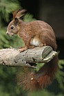 Sciurus vulgaris Red squirrel