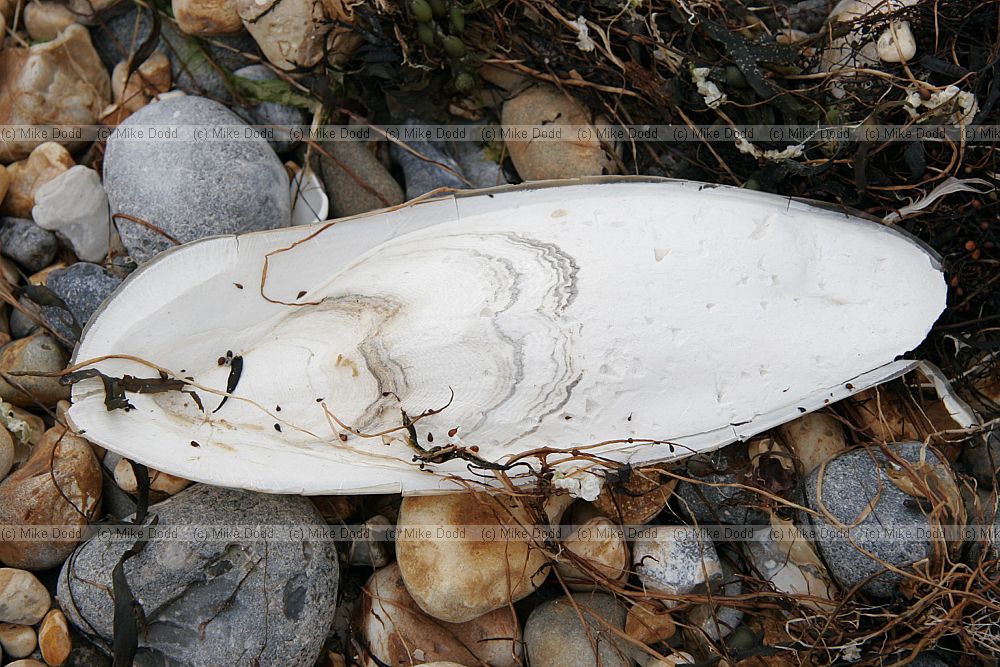 Sepia officinalis common cuttlefish bone