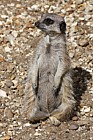 Suricata suricatta Meerkat