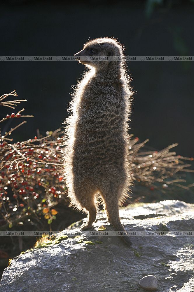Suricata suricatta Meerkat