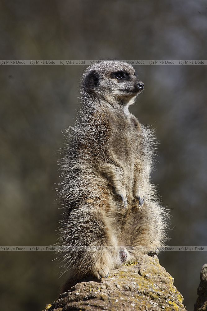 Suricata suricatta Meerkat