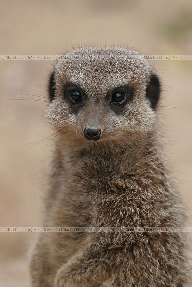 Suricata suricatta Meerkat