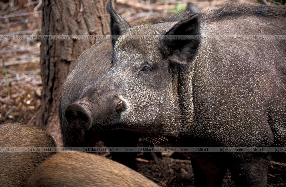 Sus scrofa Wild boar