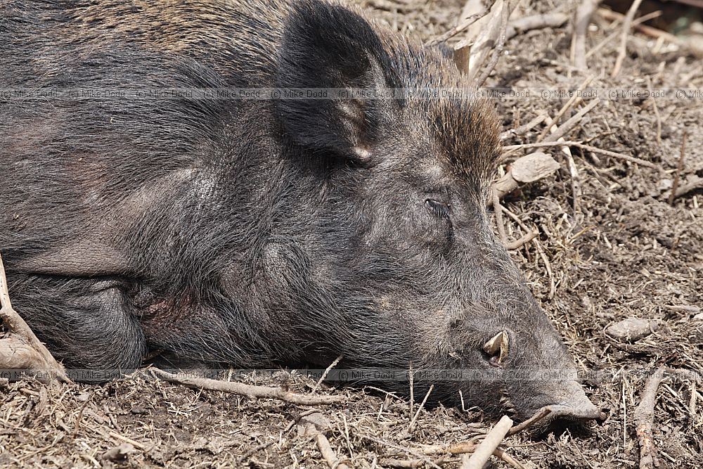 Sus scrofa Wild boar