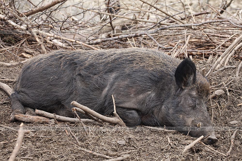 Sus scrofa Wild boar