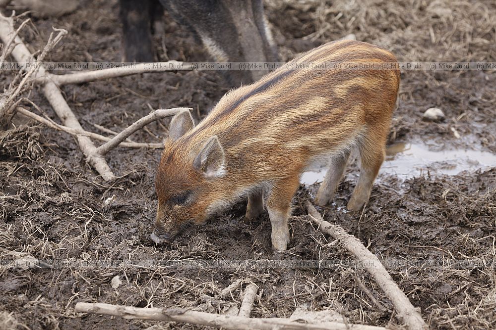 Sus scrofa Wild boar