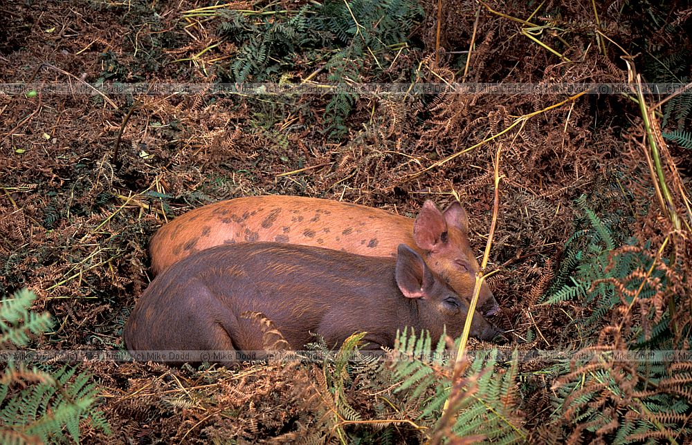 Sus scrofa domesticus Piglets asleep in bracken in the New Forest