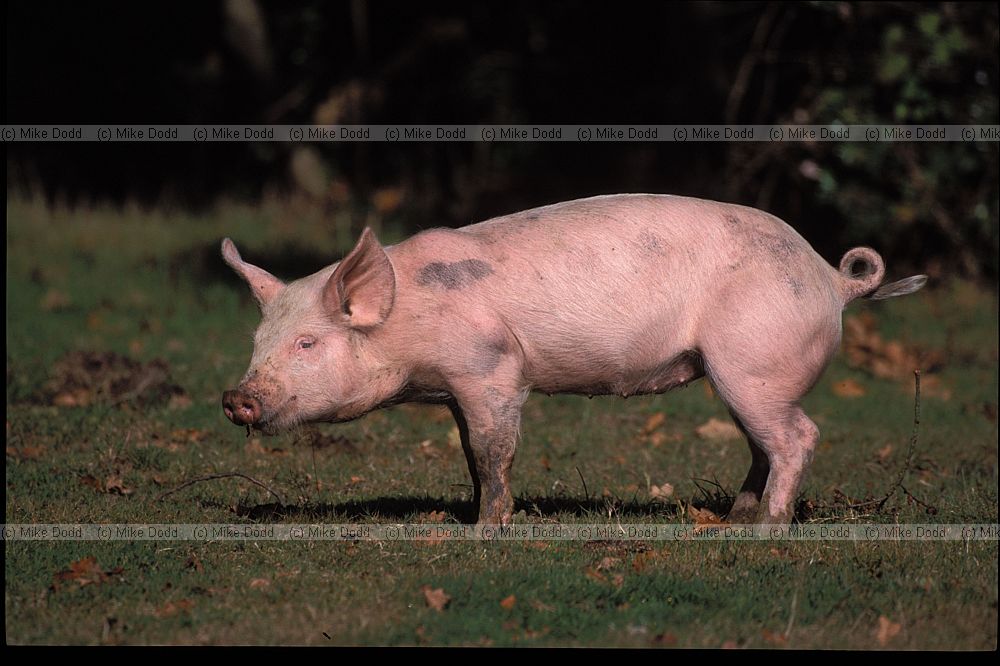 Sus scrofa domesticus Pigs on pannage in new forest eating beech masts and acorns.