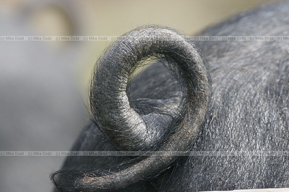 Sus scrofa domesticus Pigs curly tail