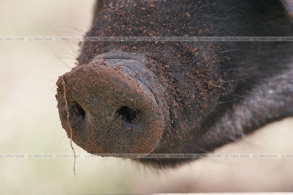 Sus scrofa domesticus Pigs snout