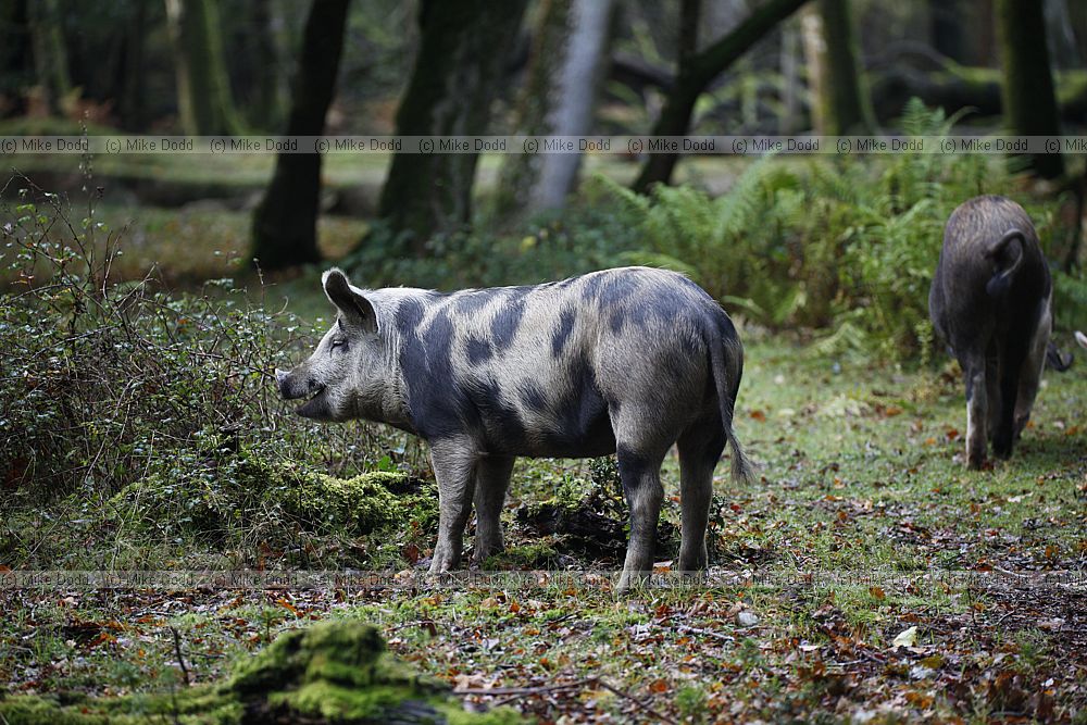 Sus scrofa domesticus Pigs on pannage in new forest eating beech masts and acorns.