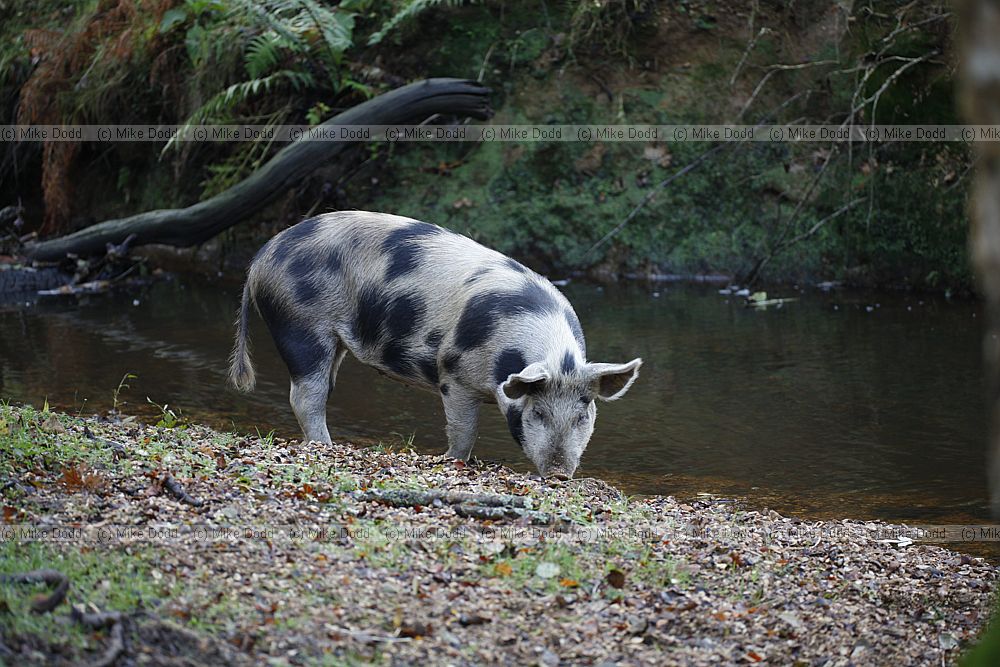Sus scrofa domesticus Pigs on pannage in new forest eating beech masts and acorns.