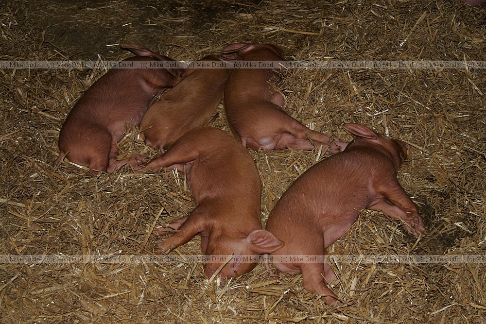 Sus scrofa domesticus Piglets asleep