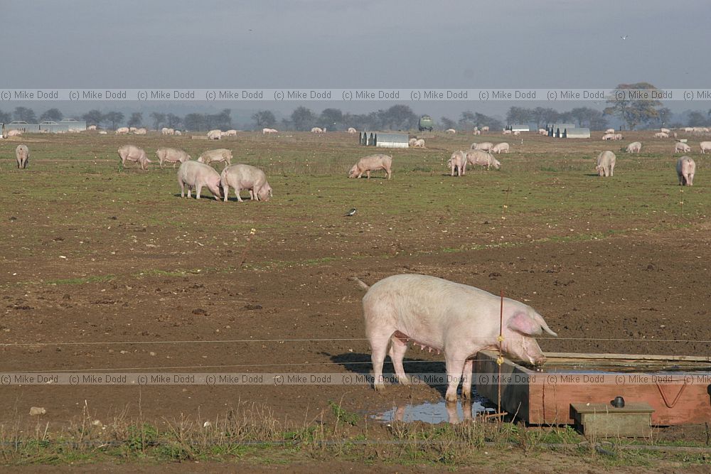 Sus scrofa domesticus outdoor pigs in muddy field Norfolk