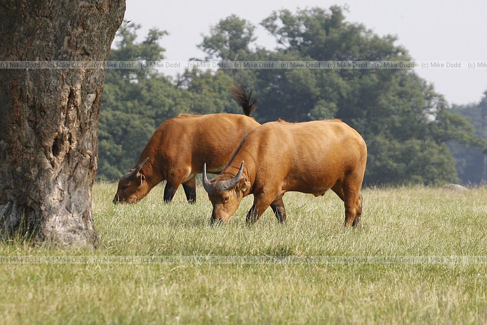 Syncerus caffer nanus Congo buffalo