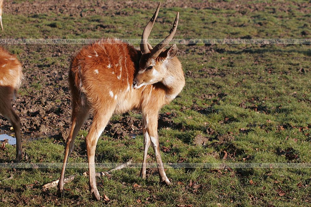 Tragelaphus angasii Nyala