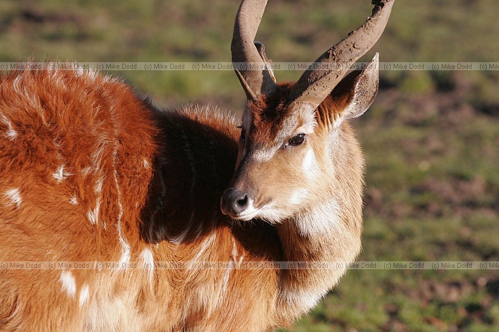 Tragelaphus angasii Nyala