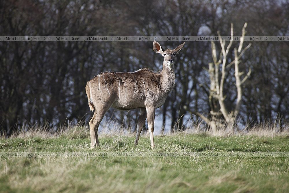 Tragelaphus strepsiceros Greater Kudu