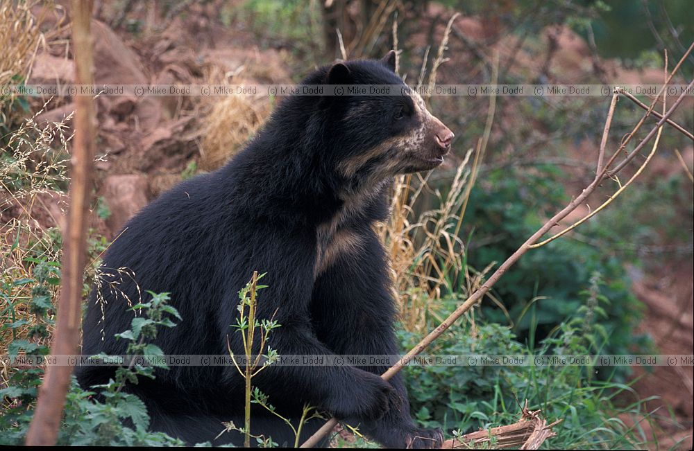 Tremarctos ornatus Spectacled bear