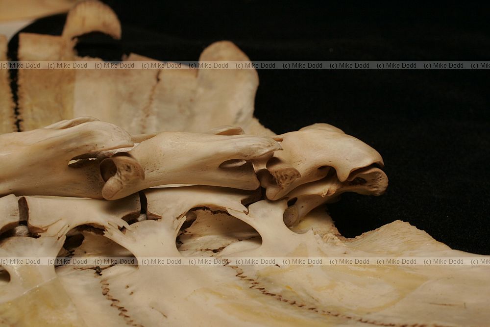Trionyx spinifera softshell turtle neck bones showing articulation