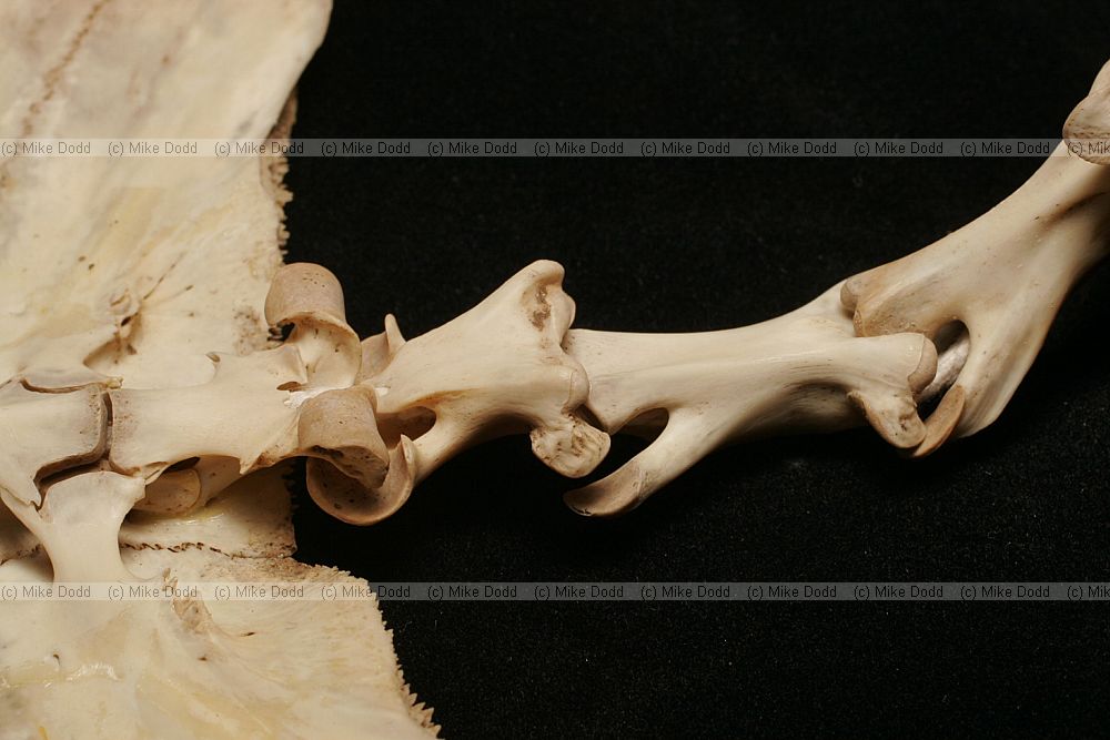 Trionyx spinifera softshell turtle neck bones showing articulation