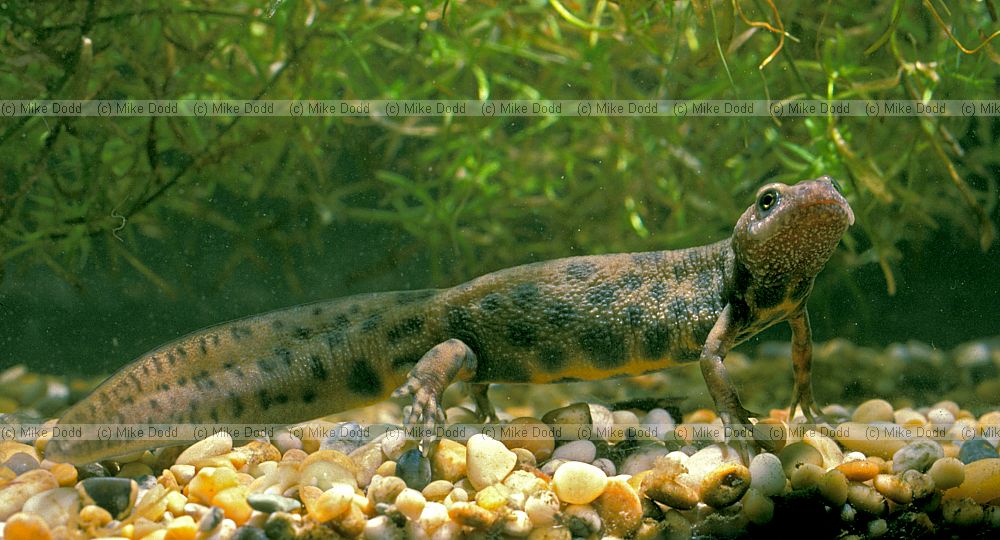 Triturus cristatus Great crested newt female