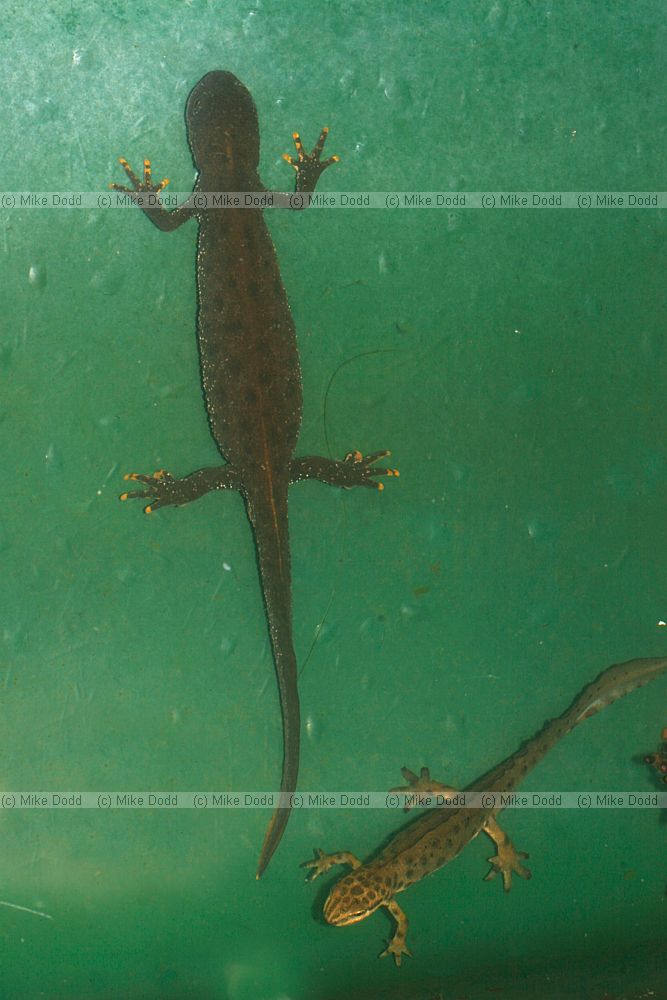 Triturus cristatus Great Crested Newt or Warty Newt
