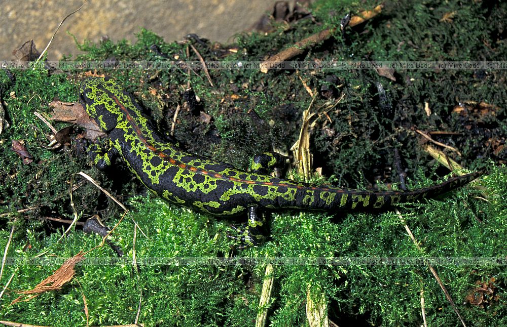 Triturus marmoratus Marbled newt