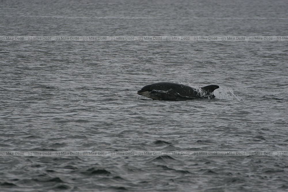 Tursiops truncatus Bottle-nosed Dolphin